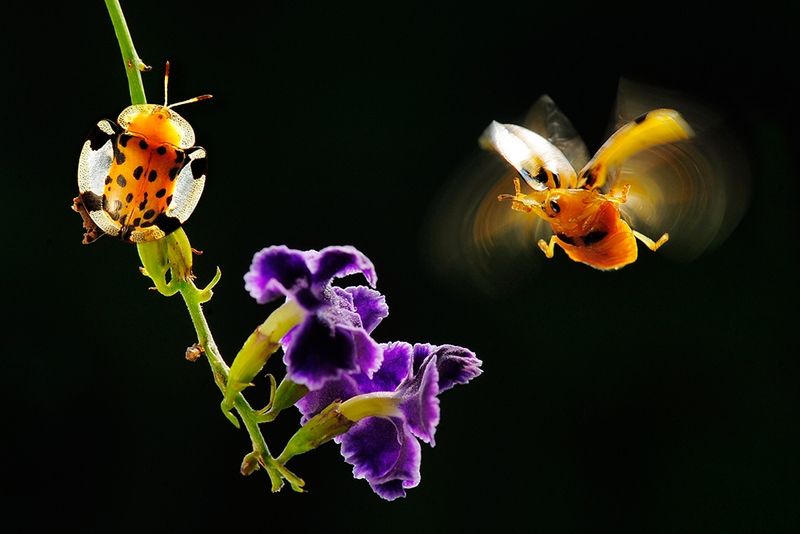 1001 - BEAUTIFUL INSECT - YEH CHUN- LIANG - taiwan.jpg